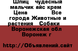 Шпиц - чудесный мальчик айс-крем › Цена ­ 20 000 - Все города Животные и растения » Собаки   . Воронежская обл.,Воронеж г.